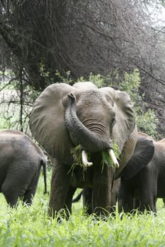 Wild Elephant (Elephantidae) in African Botswana savannah