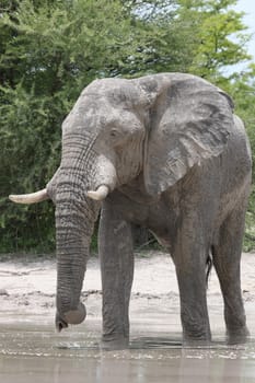 Wild Elephant (Elephantidae) in African Botswana savannah