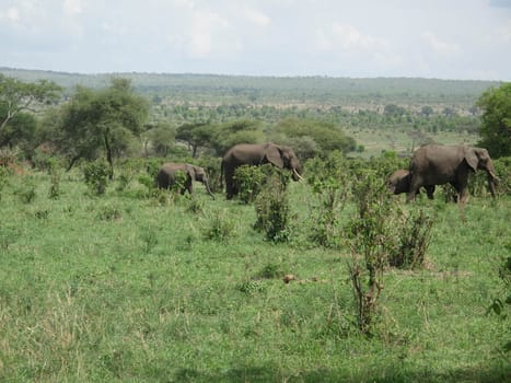 Wild Elephant (Elephantidae) in African Botswana savannah