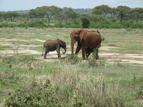 Wild Elephant (Elephantidae) in African Botswana savannah