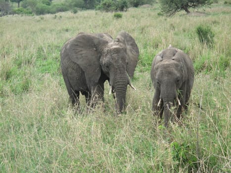 Wild Elephant (Elephantidae) in African Botswana savannah