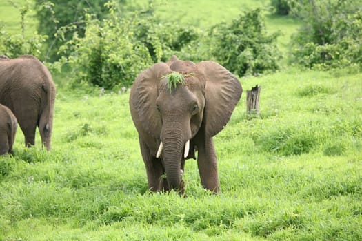 Wild Elephant (Elephantidae) in African Botswana savannah