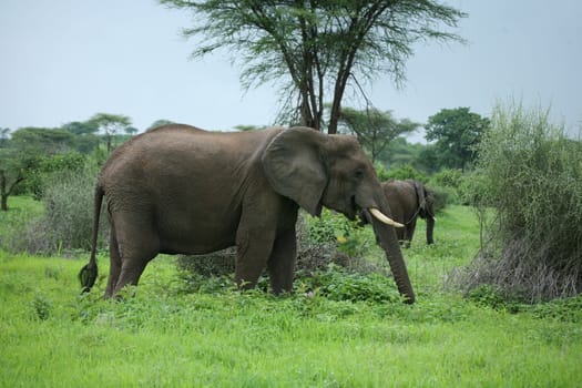 Wild Elephant (Elephantidae) in African Botswana savannah