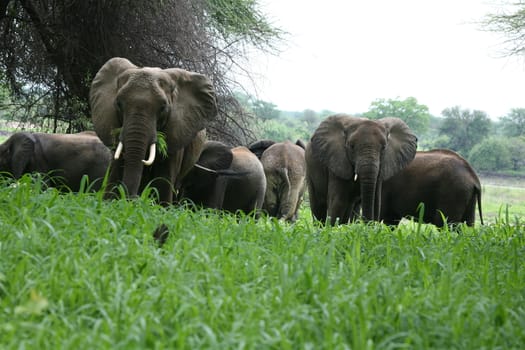 Wild Elephant (Elephantidae) in African Botswana savannah