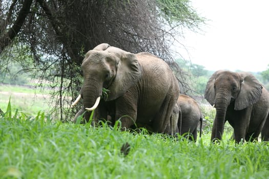 Wild Elephant (Elephantidae) in African Botswana savannah