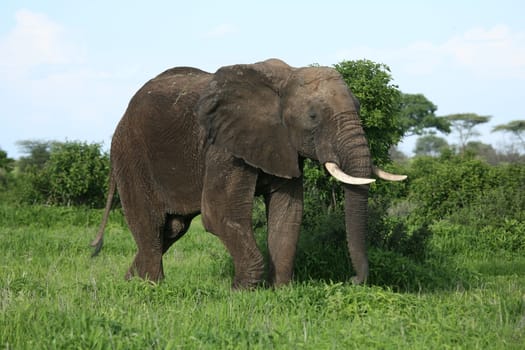 Wild Elephant (Elephantidae) in African Botswana savannah