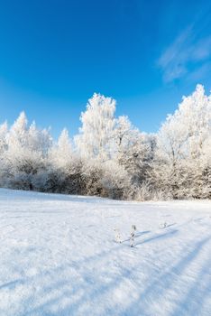 beautiful winter forest on a sunny day