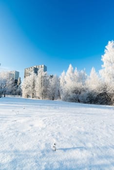 beautiful winter forest on a sunny day