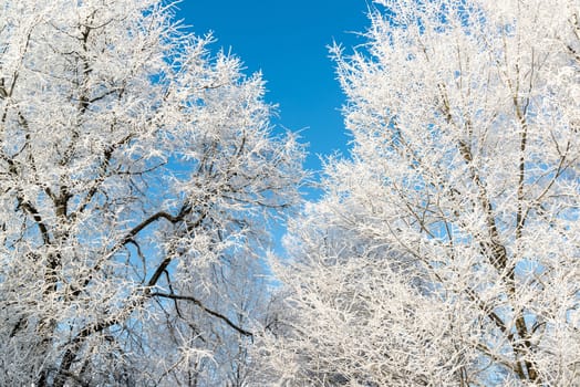 beautiful winter forest on a sunny day