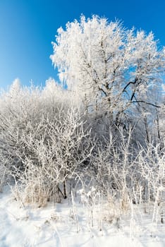 beautiful winter forest on a sunny day