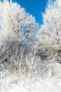 beautiful winter forest on a sunny day