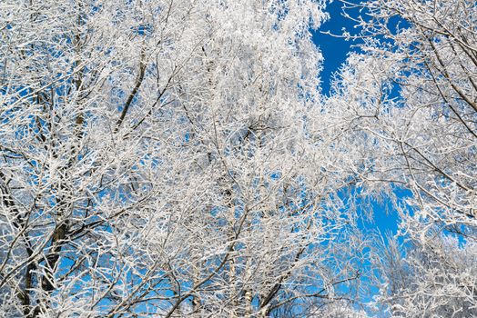 beautiful winter forest on a sunny day