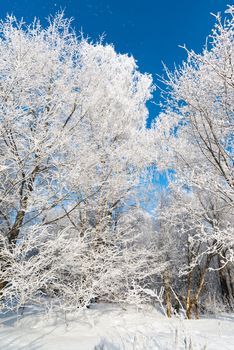 beautiful winter forest on a sunny day