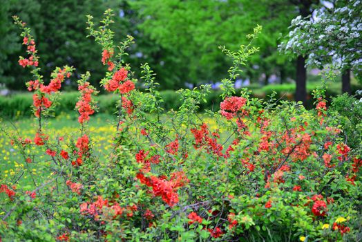 chaenomeles blooming with red flowers in a spring park