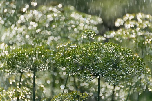 the green dill in the rain in summer