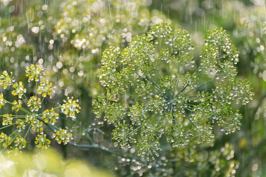 the green dill in the rain in summer