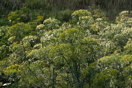 the green dill in the rain in summer