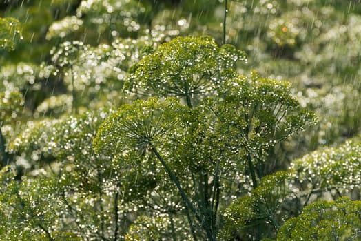 the green dill in the rain in summer