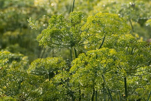 the green dill in the rain in summer