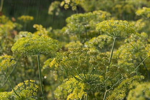 the green dill in the rain in summer