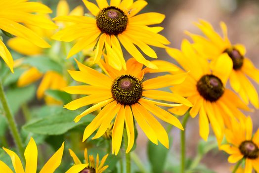 A Yellow rudbeckia flower in the garden