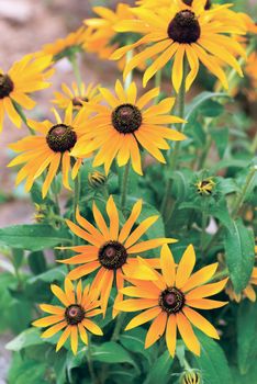 A Yellow rudbeckia flower in the garden