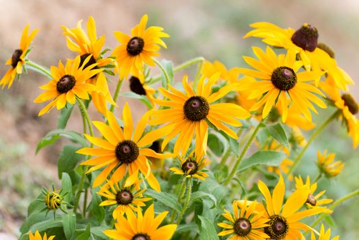 A Yellow rudbeckia flower in the garden