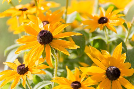 A Yellow rudbeckia flower in the garden