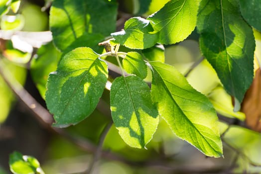 Apple leaves on a tree in the garden