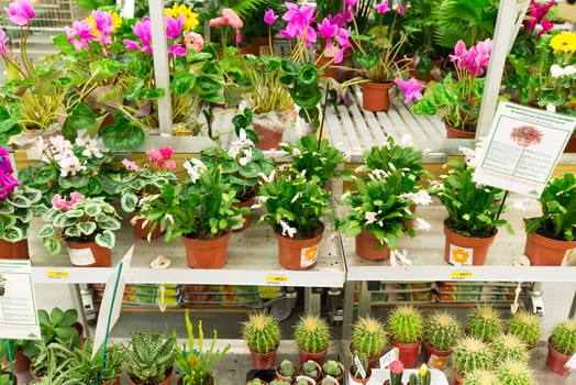 Many different flowers blooming in the store