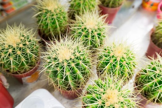 cactus in a pot in the store