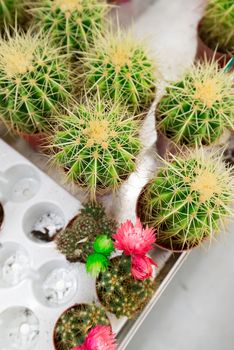 cactus in a pot in the store