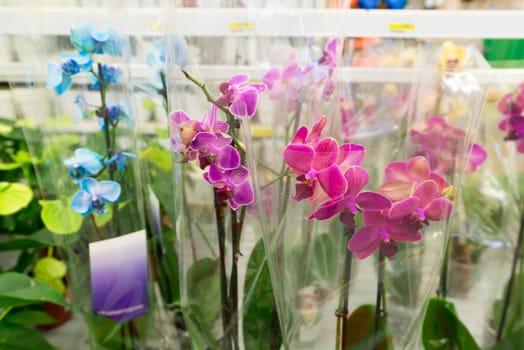 A beautiful colorful flowers in flower shop