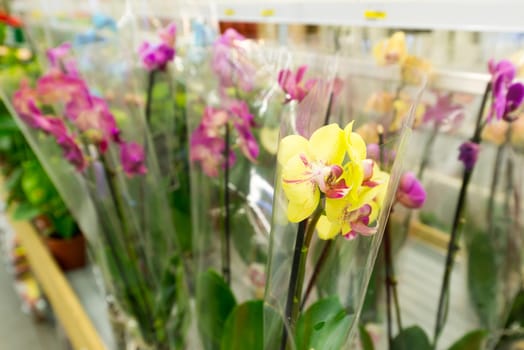 A beautiful colorful flowers in flower shop