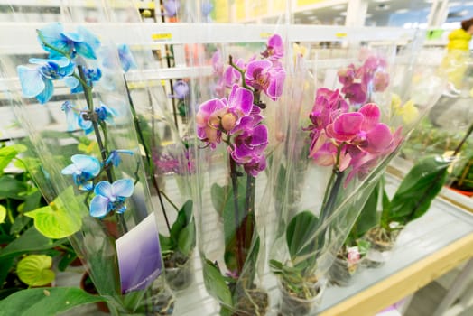 A beautiful colorful flowers in flower shop