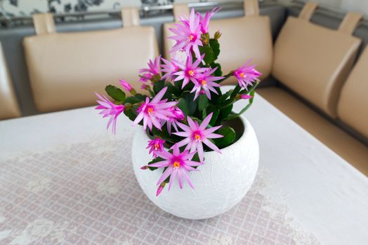 Indoor pink Schlumberger flower in the Interior