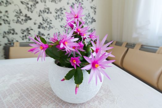 Indoor pink Schlumberger flower in the Interior