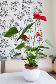 Indoor red anthurium flower in the Interior