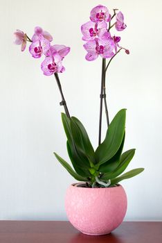 Indoor pink orchid flower in the Interior