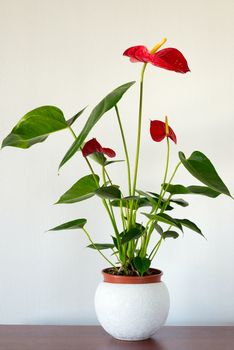 Indoor red anthurium flower in the Interior