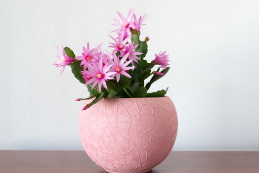 Indoor pink Schlumberger flower in the Interior