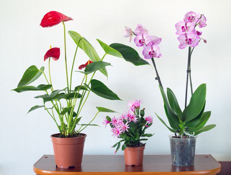 Live potted plants in pots in the interior