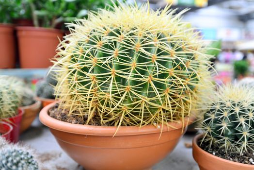 Flower pot with variety of succulents in the plant store