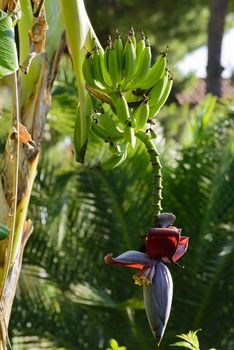 Green bananas on the tree and a flower