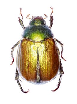 Vine Chafer on white Background  -  Anomala vitis (Fabricius 1775)