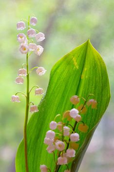 Lily of the valley (convallaria majalis) in garden