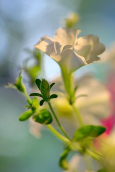 Petunia flowers and sunset in summer time