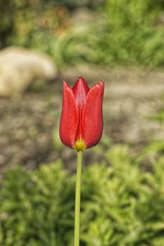 Red tulip flower on a blurred background