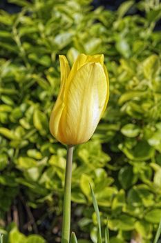 Yellow tulip flower on a blurred background