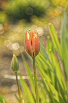 Red tulip flower on a blurred background